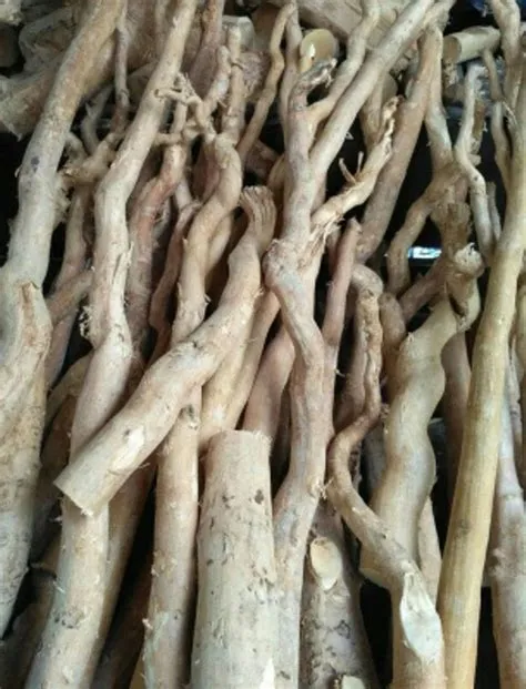 thqkayu20kalimantan20khasiat