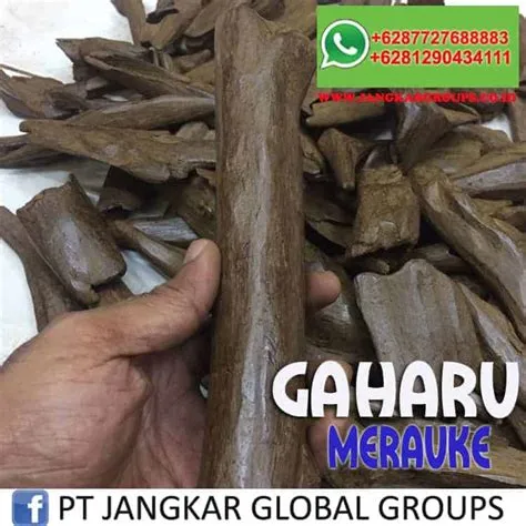 jual beli kayu gaharu di jakarta Jual Beli